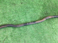 Barra estabilizadora dianteira D=21 SUBARU LEGACY B4 OEM 20401AE010 BE5 BH5 1999 EJ206