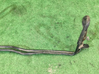 ATFクーラーパイプ SUBARU LANCASTER OEM 45522AE020 BH9 BH5 BE5 BE9 1999 EJ254