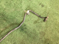 后防倾杆 15.9мм SUBARU OUTBACK OEM 20451AG070 BP5 BL5 BLE BPE BPH BL9 BP9 2007 EJ253 AT