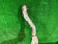 Выпускной коллектор SUBARU LEGACY OEM 44109AE001 44111AE160 BH9 2001 EJ254 AT