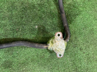 Barra estabilizadora trasera D=17.3 SUBARU LEGACY OEM 20451AG080 BP5 2007 EJ20X AT