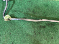 เหล็กกันโคลงหลัง D=15 SUBARU FORESTER OEM 20450FC010 SF5 1998 EJ205 AT