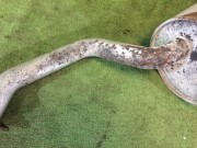Silencioso trasero SUBARU LEGACY OEM 44300AE010, SU83016, 231069, 684267, P9036, BH9 1999 EJ254