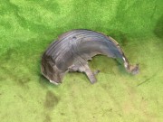 ซุ้มล้อหลังขวา 59122AG000 SUBARU OUTBACK