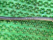 Датчик ABS передний левый SUBARU LANCASTER OEM 27540AE030, 410664, GBS5066 BHE 2002 EZ30